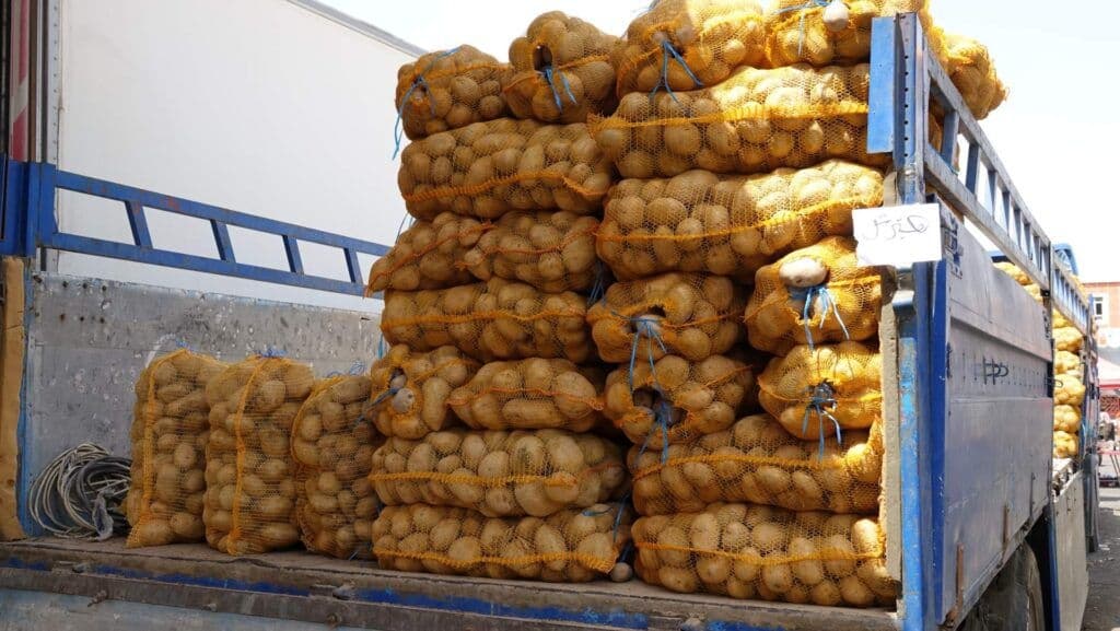 Freshly harvested premium sorted potatoes for export