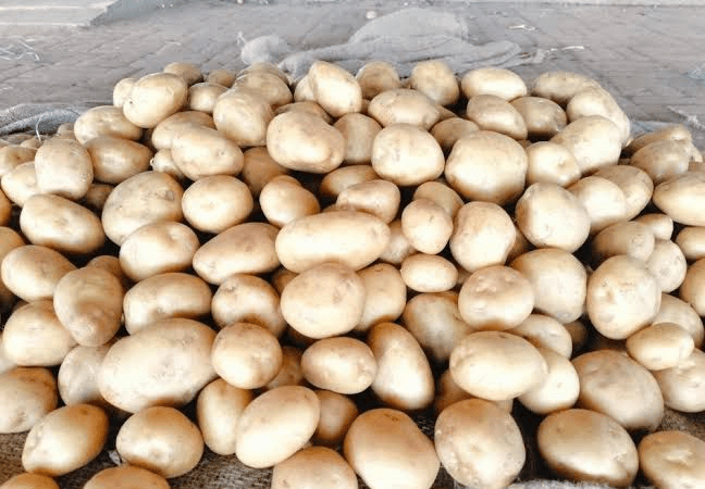 Consignment of sacks of potatoes loaded in truck for shipment